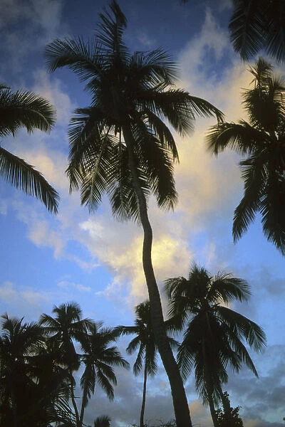 Palm trees at sunset, Belize