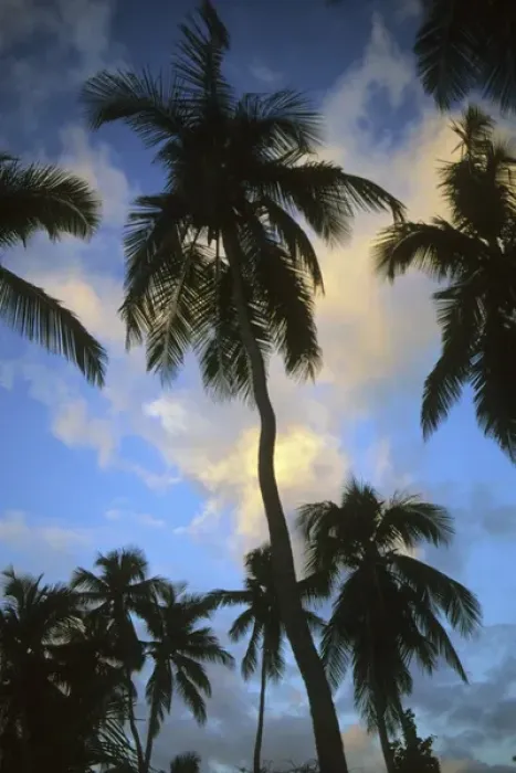 Framed Print : Palm trees at sunset, Belize Framed Print : Palm trees at sunset, Belize