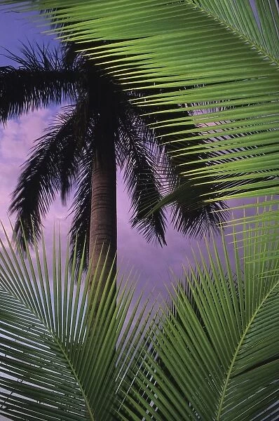 Palm trees at sunset. Corcovado National Park, Osa Peninsula, Costa Rica
