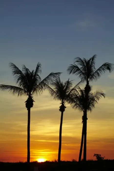 Framed Print : Palm trees and sunset, Mindil Beach, Darwin, Northern Territory, Australia