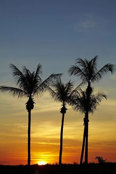 Palm trees and sunset, Mindil Beach, Darwin, Northern Territory, Australia