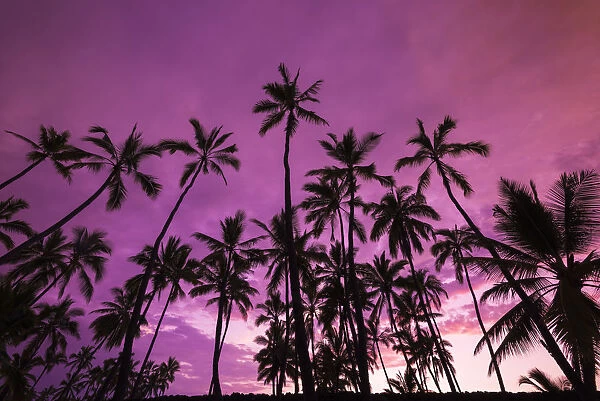Palm trees at sunset, Pu uhonua O Honaunau National Historic Park (City of Refuge)
