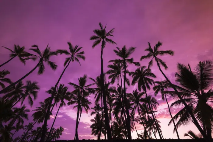 Framed Print : Palm trees at sunset, Pu uhonua O Honaunau National Historic Park (City of Refuge) Framed Print : Palm trees at sunset, Pu uhonua O Honaunau National Historic Park (City of Refuge)