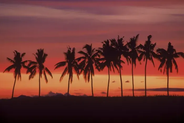 Framed Print : Palm Trees & Sunset, Queens Road, Fiji