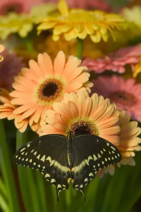 Framed Print : Palmates Swallowtail Butterfly