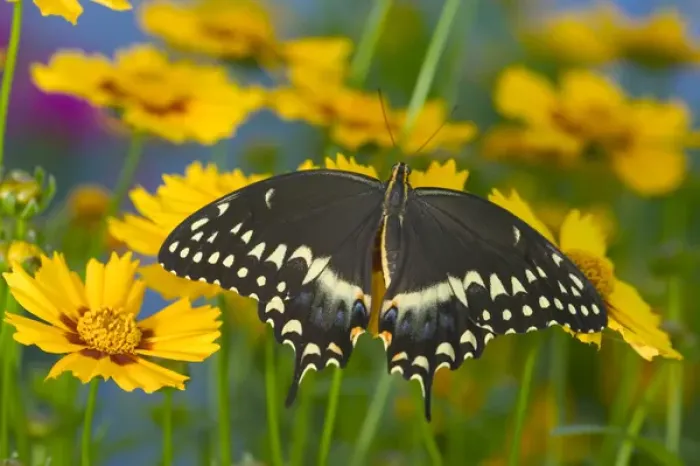Framed Print : Palmates Swallowtail Butterfly Framed Print : Palmates Swallowtail Butterfly