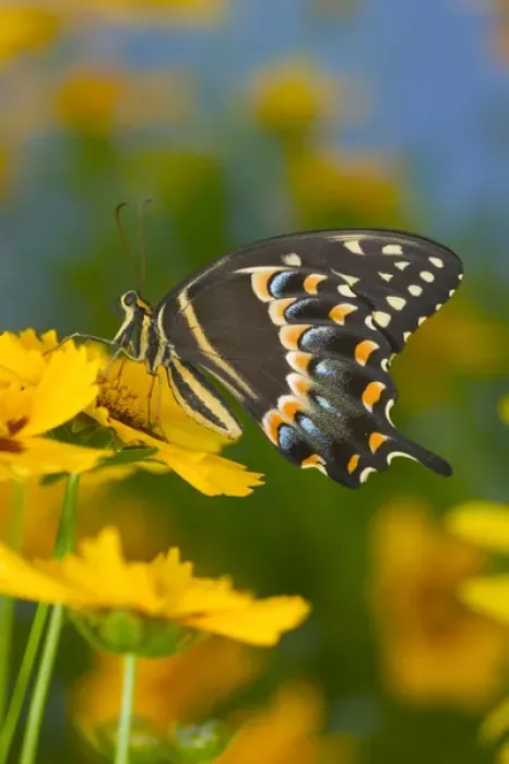Framed Print : Palmates Swallowtail Butterfly Framed Print : Palmates Swallowtail Butterfly