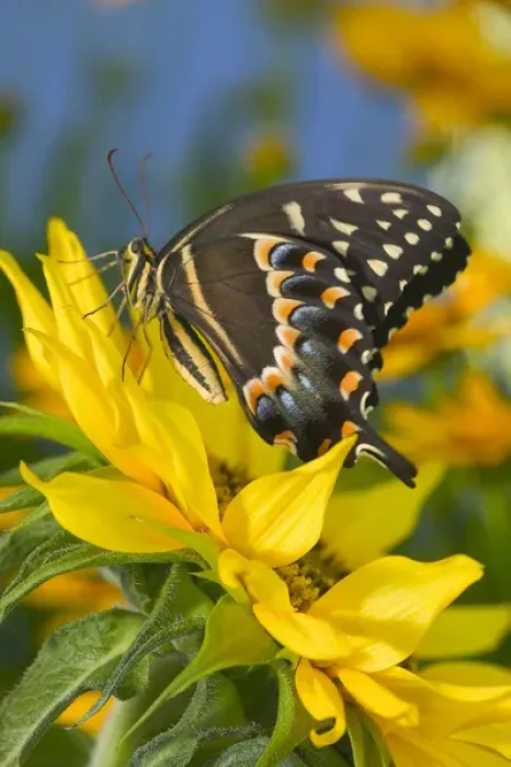 Framed Print : Palmedes Swallowtail Butterfly Framed Print : Palmedes Swallowtail Butterfly