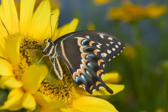 Framed Print : Palmedes Swallowtail Butterfly