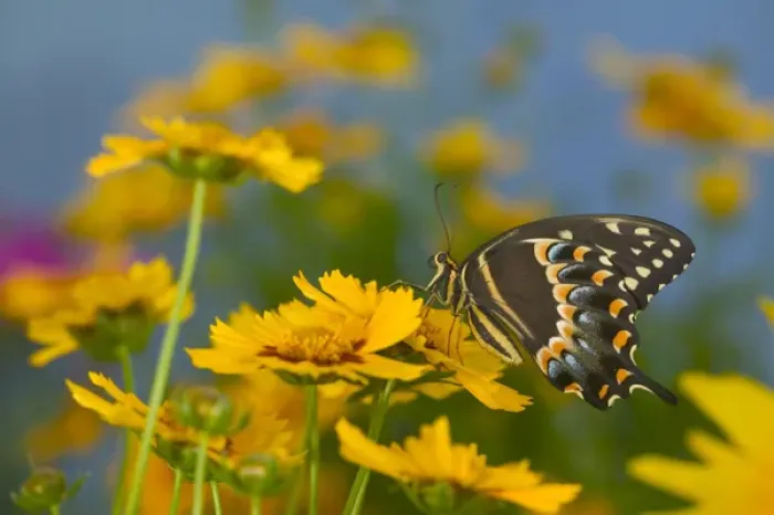 Framed Print : Palmedes Swallowtail, Papilio palmedes Framed Print : Palmedes Swallowtail, Papilio palmedes