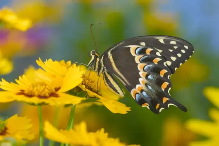 Framed Print : Palmedes Swallowtail, Papilio palmedes Framed Print : Palmedes Swallowtail, Papilio palmedes