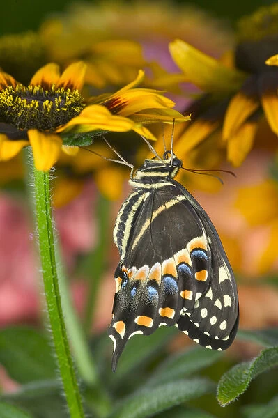 Palmedes Swallowtail, Papilio palmedes