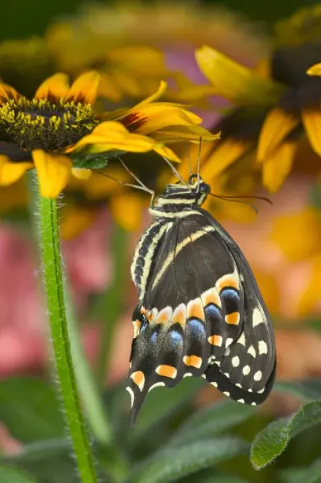 Framed Print : Palmedes Swallowtail, Papilio palmedes