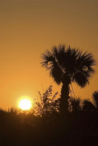 Palmetto Sunrise, Pelican Island National Wildlife Refuge, Florida, US