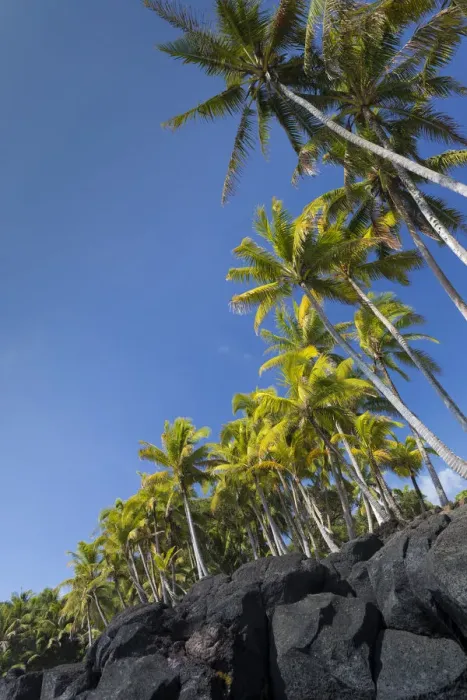 Framed Print : Palms along the Puna Coast, Big Island, Hawaii, (Before the lava flow of 2018) Framed Print : Palms along the Puna Coast, Big Island, Hawaii, (Before the lava flow of 2018)