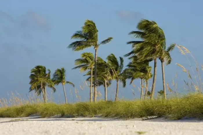 Framed Print : Palms, sea oats on beach, Captiva Island, FL Framed Print : Palms, sea oats on beach, Captiva Island, FL