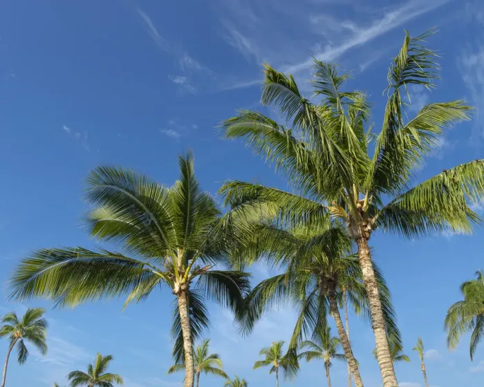 Framed Print : Palms on Waikoloa Beach, Anaeho omalu bay, Kona, Hawaii