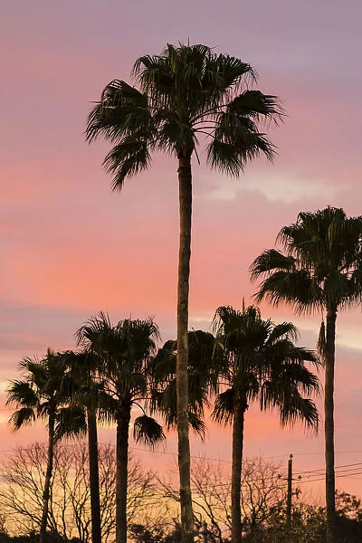 Palms (Washingtonia robusta) at sunset