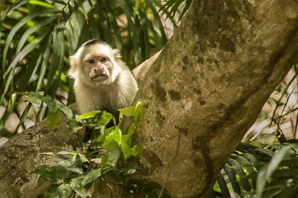 Palo Verde National Park, Costa Rica. White-faced capuchin (Cebus capucinus) monkey
