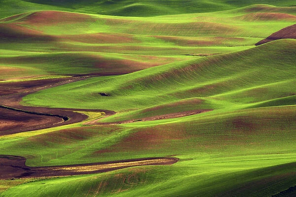Palouse from Steptoe Butte of Cultivation Patterns; Whitman County; Washington, USA