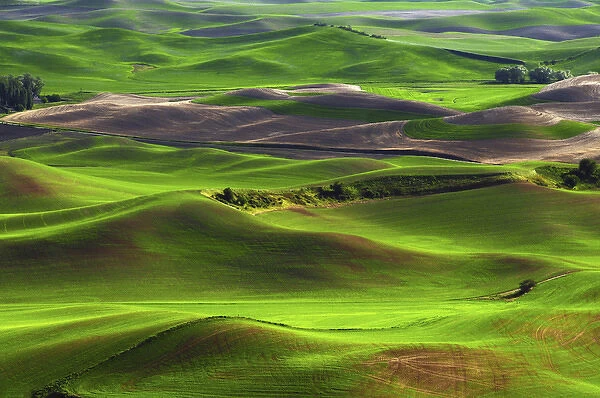 Palouse view from Steptoe Butte of Cultivation Patterns; Whitman County; Washington