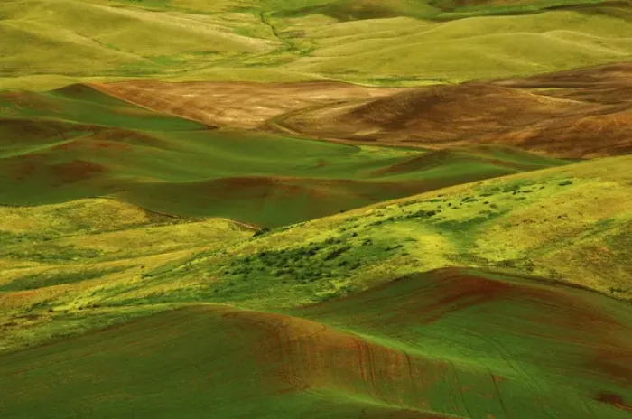 Framed Print : Palouse view from Steptoe Butte of Cultivation Patterns; Whitman County; Washington Framed Print : Palouse view from Steptoe Butte of Cultivation Patterns; Whitman County; Washington