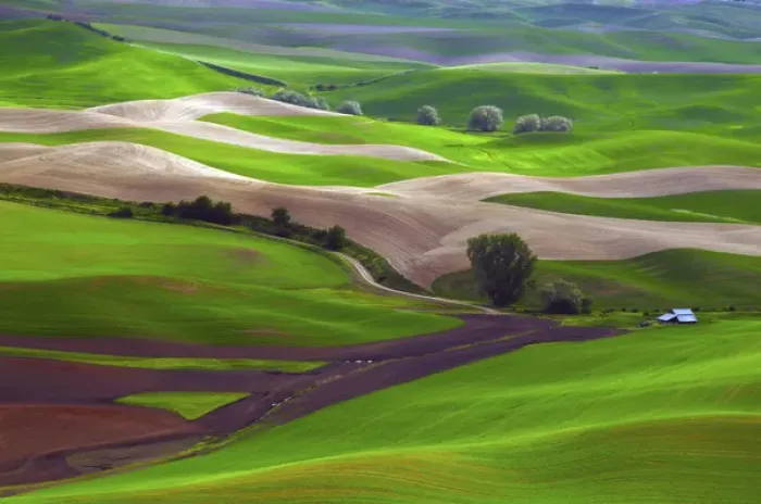 Framed Print : Palouse view from Steptoe Butte of Cultivation Patterns; Whitman County; Washington
