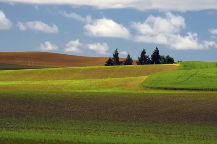 Framed Print : Palouse View, Whitman County, Washington Framed Print : Palouse View, Whitman County, Washington