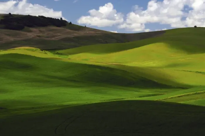Framed Print : Palouse View in Whitman County, Washington, USA Framed Print : Palouse View in Whitman County, Washington, USA