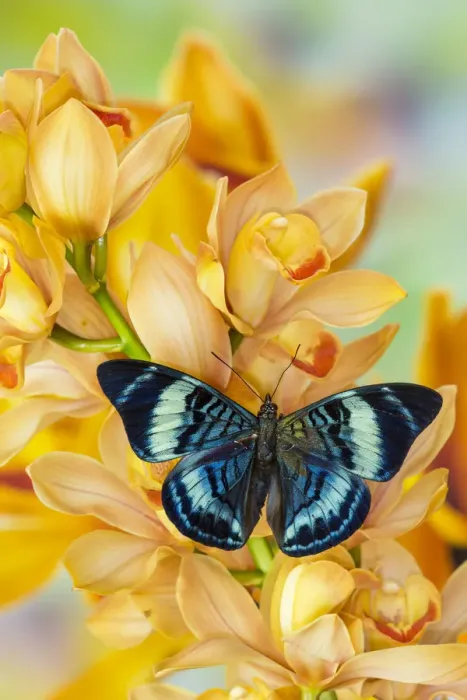 Framed Print : Panacea procilla tropical butterfly on large golden cymbidium orchid Framed Print : Panacea procilla tropical butterfly on large golden cymbidium orchid
