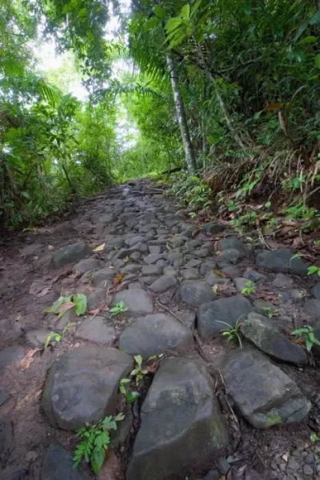 Framed Print : Panama, Camino del Cruiz, ruins of the old trade road that was used to transport gold