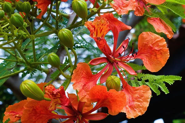 Panama City, Panama, Royal Poinciana (Delonix regia), or Flamboyant Tree flowering