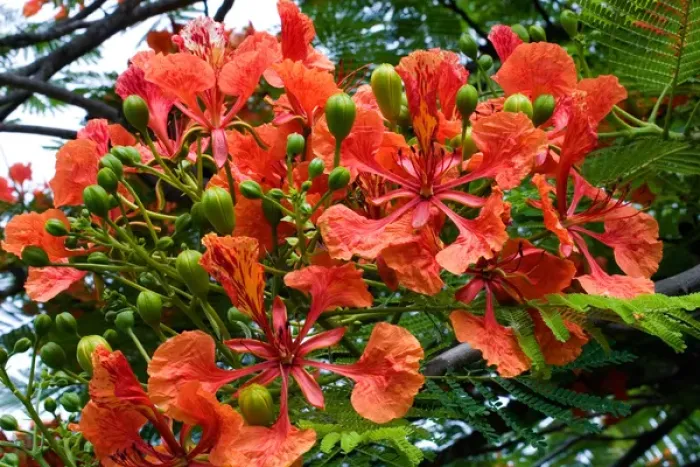 Framed Print : Panama City, Panama, Royal Poinciana (Delonix regia), or Flamboyant Tree flowering