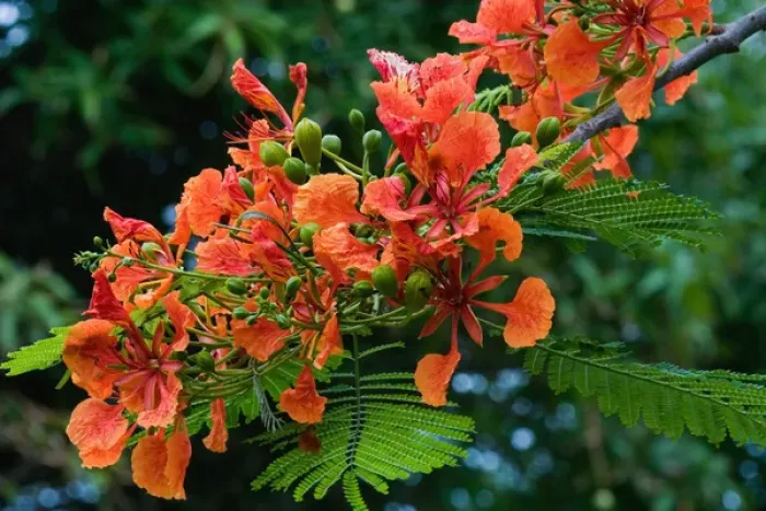 Framed Print : Panama City, Panama, Royal Poinciana (Delonix regia), or Flamboyant Tree flowering Framed Print : Panama City, Panama, Royal Poinciana (Delonix regia), or Flamboyant Tree flowering