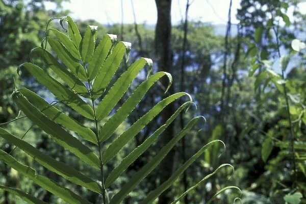 Panama, Colon Province, Lush rainforest jungles line shores of Gatun Lake along Panama