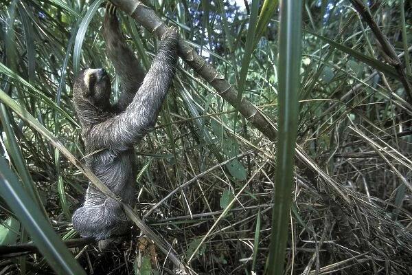 Panama, Colon Province, Three-toed sloth (Bradypus tridactylus) climbs through dense