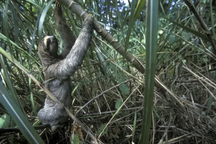 Framed Print : Panama, Colon Province, Three-toed sloth (Bradypus tridactylus) climbs through dense Framed Print : Panama, Colon Province, Three-toed sloth (Bradypus tridactylus) climbs through dense