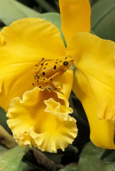 Framed Print : Panama, El Nispero Region. Golden Frog on Yellow Bird Orchid Framed Print : Panama, El Nispero Region. Golden Frog on Yellow Bird Orchid