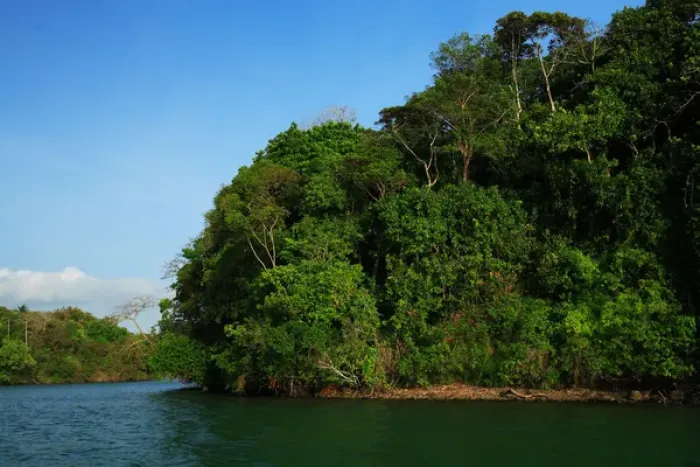 Framed Print : Panama, Panama Canal, tropical forest along the edges of the Panama Canal Framed Print : Panama, Panama Canal, tropical forest along the edges of the Panama Canal