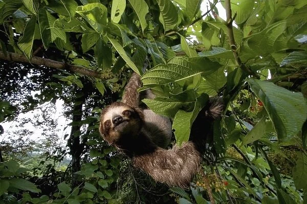 Panama, Panama City, Parque Metropolitano, Three-toed Sloth - BRADYPUS TRIDACTYLUS