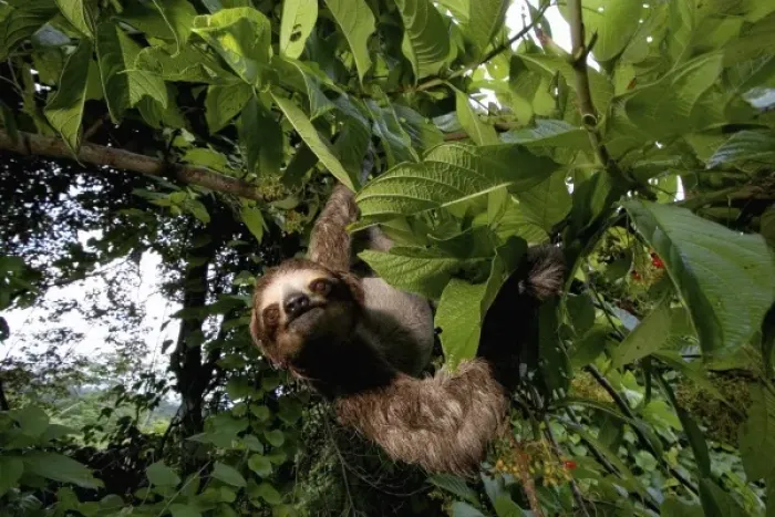 Framed Print : Panama, Panama City, Parque Metropolitano, Three-toed Sloth - BRADYPUS TRIDACTYLUS Framed Print : Panama, Panama City, Parque Metropolitano, Three-toed Sloth - BRADYPUS TRIDACTYLUS