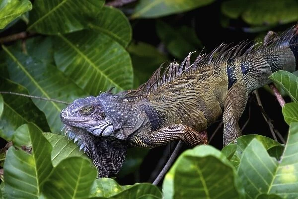 Panama, Panama City, Parque Metropolitano, Green Iguana (Iguana iguana) seen