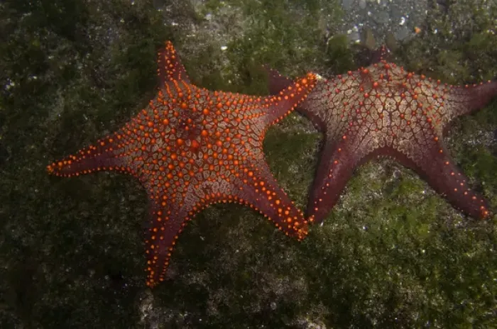 Framed Print : Panamic Cushion Star (Pentaceraster cummingi) Central Isles GALAPAGOS ISLANDS Framed Print : Panamic Cushion Star (Pentaceraster cummingi) Central Isles GALAPAGOS ISLANDS