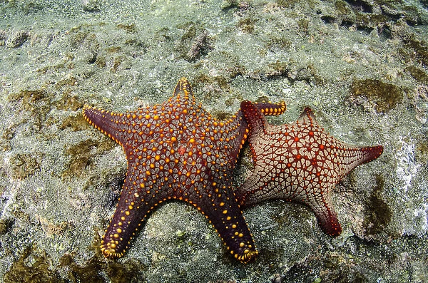 Panamic Cushion Star(Pentaceraster cummingi) GALAPAGOS ISLANDS, Ecuador, South