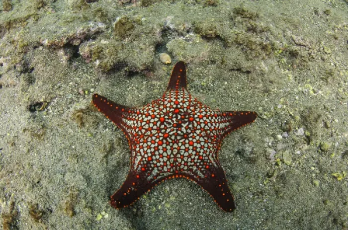Framed Print : Panamic Cushion Star(Pentaceraster cummingi) GALAPAGOS ISLANDS, Ecuador, South Framed Print : Panamic Cushion Star(Pentaceraster cummingi) GALAPAGOS ISLANDS, Ecuador, South