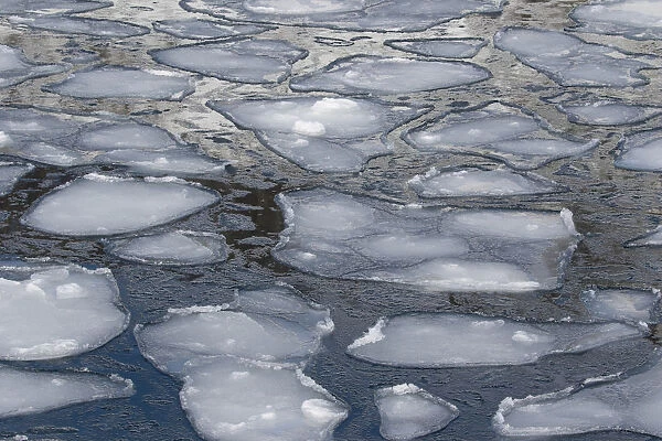 Pancake Ice along Shiretoko Peninsula. Winter in Northern Hokkaido, Japan