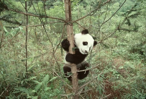 Panda cub climbing
