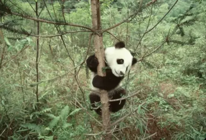Framed Print : Panda cub climbing