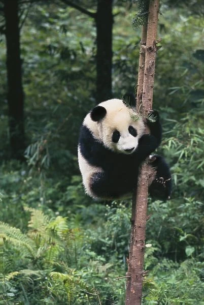 Panda cub climbing the tree, Wolong, Sichuan, China