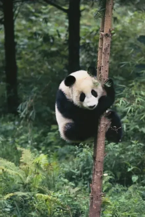 Framed Print : Panda cub climbing the tree, Wolong, Sichuan, China Framed Print : Panda cub climbing the tree, Wolong, Sichuan, China